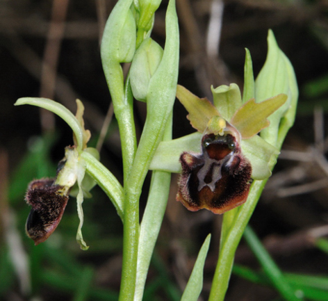 Ophrys massiliensis